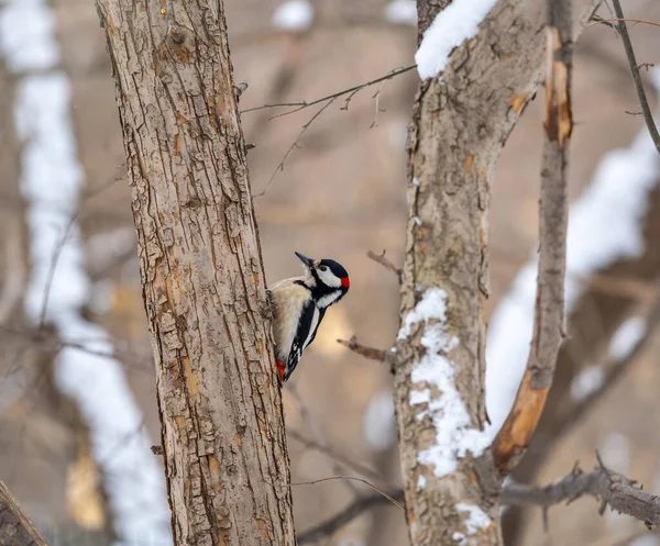 Little woodpecker sits on a tree trunk. A woodpecker obtains food on a large tree with snow in winter The great spotted woodpecker, Dendrocopos major