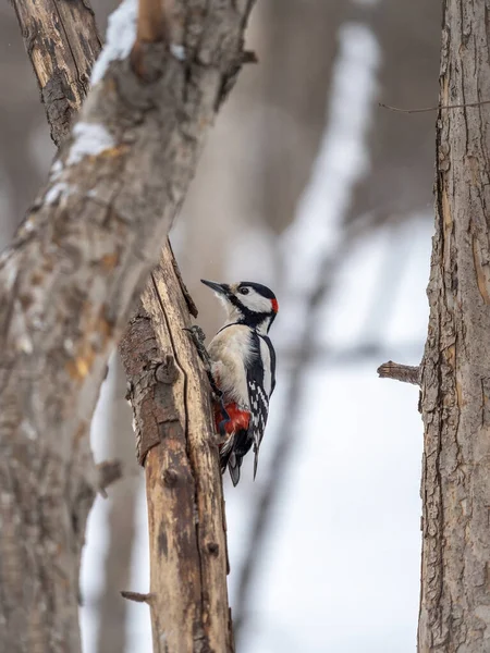 Little woodpecker sits on a tree trunk. A woodpecker obtains food on a large tree with snow in winter The great spotted woodpecker, Dendrocopos major