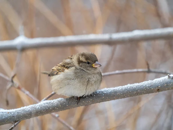 Sparrow Yaprakları Olmayan Bir Dalda Oturuyor Sonbaharda Kışın Bir Dalda — Stok fotoğraf