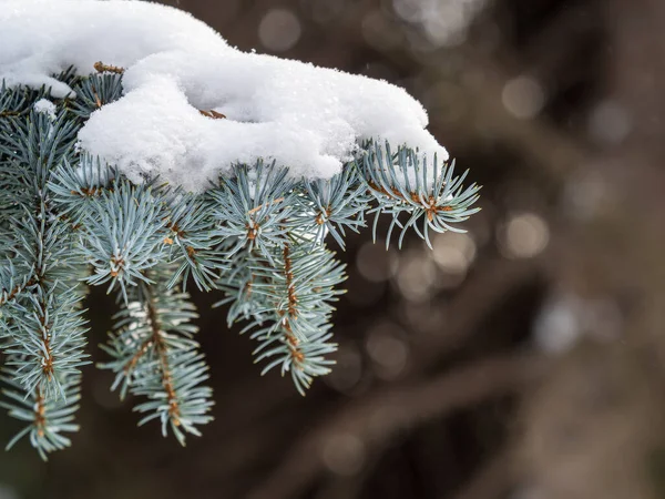 Rami Abete Verde Inverno Ricoperti Neve Rami Abete Come Sfondo — Foto Stock