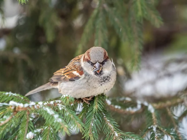 Sparrow Gün Batımında Bir Köknar Dalında Oturuyor Sonbaharda Kışın Bir — Stok fotoğraf