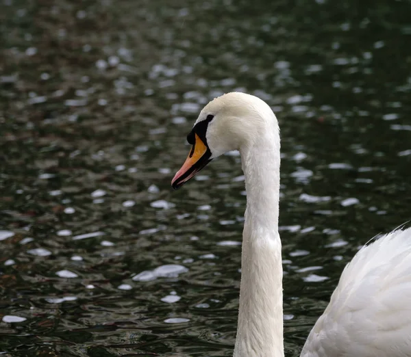 Ritratto Grazioso Cigno Bianco Con Collo Lungo Fondo Scuro Cigno — Foto Stock