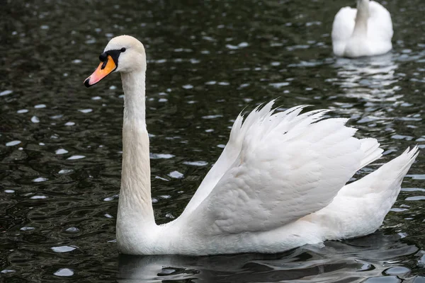 Grazioso Cigno Bianco Che Nuota Lago Con Acqua Scura Cigno — Foto Stock