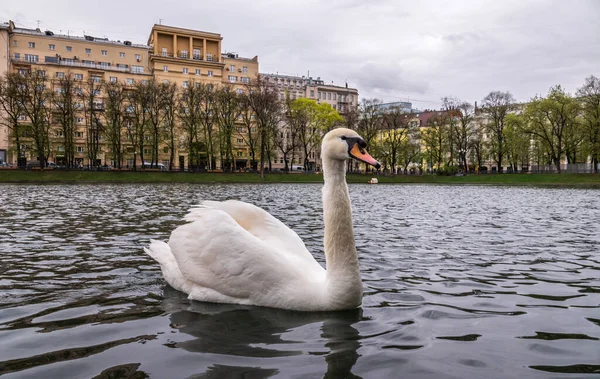 Grazioso Cigno Bianco Nuotare Nello Stagno Nel Parco Cittadino Cigno — Foto Stock