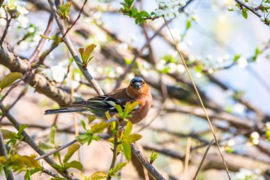 Yaygın papatya çayırı, baharda yeşil arka planda bir dala oturur. Vahşi yaşamın güzel ötücü kuşu papatya çayı. Sıradan ispinoz mu yoksa latin adı Fringilla Coelebs mi?.
