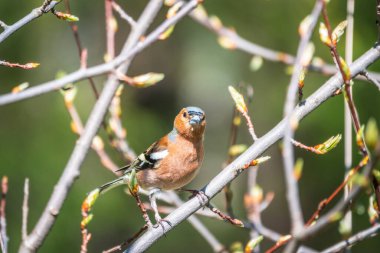 Yaygın papatya çayırı, baharda yeşil arka planda bir dala oturur. Vahşi yaşamın güzel ötücü kuşu papatya çayı. Sıradan ispinoz mu yoksa latin adı Fringilla Coelebs mi?.