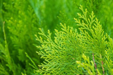 Yeşil dallar ve bir thuja ağacının taze yaprakları. Arkaplan resmi.