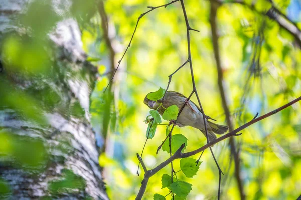 緑と黄色のソングバード 春に枝に座っているヨーロッパのグリーンフィンチ ヨーロッパのグリーンフィンチかグリーンフィンチかフラット クロリス クロリスは フィンチ科の小さな鳥です — ストック写真