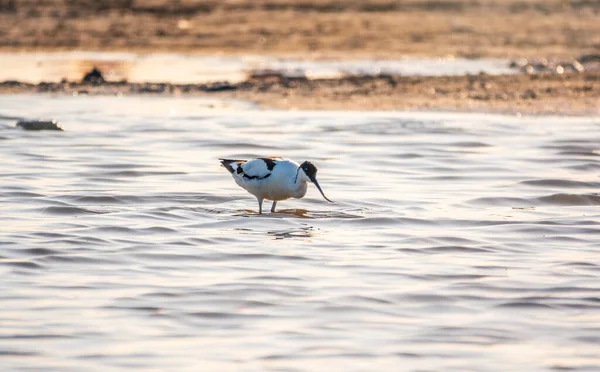 Avocat Patte Oiseau Eau Recurvirostra Avosetta Nourrissant Dans Lac Avocat — Photo