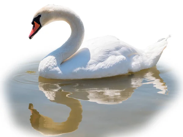 Elegante Cisne Blanco Nadando Lago Aislado Sobre Fondo Blanco Retrato —  Fotos de Stock