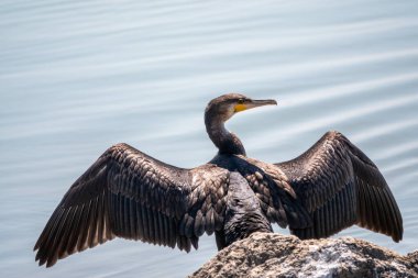 Büyük karabatak, Phalacrocorax karbonhidrat taşın üzerinde oturur ve kanatlarını rüzgarda kurutur. Büyük karabatak, Phalacrocorax karbonhidrat, büyük siyah karabatak, ya da siyah sevişme olarak bilinir..