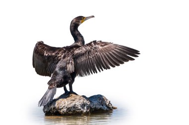 Büyük karabatak, Phalacrocorax karbonhidrat, taşın üzerinde oturur ve rüzgarda kanatlarını kurutur, beyaz arka planda izole bir şekilde. Büyük karabatak, Phalacrocorax karbonhidrat, büyük siyah karabatak, ya da siyah sevişme olarak bilinir..