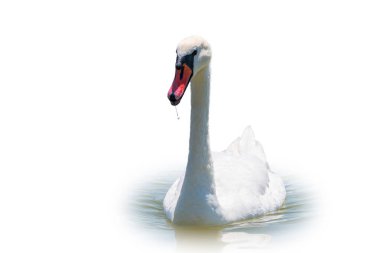 Beyaz arka planda izole bir şekilde gölde yüzen zarif beyaz kuğu. Gölde yüzen beyaz bir kuğunun portresi. Dilsiz kuğu, Latince adı Cygnus olor.