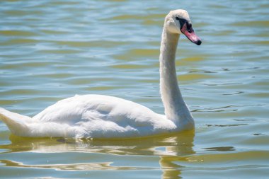 Gölde yüzen zarif beyaz kuğu, vahşi doğada yüzen kuğular. Gölde yüzen beyaz bir kuğunun portresi. Dilsiz kuğu, Latince adı Cygnus olor.