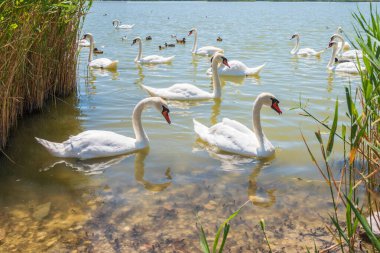 Büyük bir zarif beyaz kuğu sürüsü gölde yüzer, vahşi doğada kuğular. Dilsiz kuğu, Latince adı Cygnus olor.