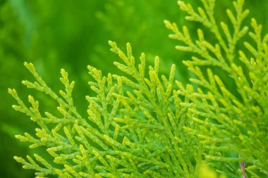 Yeşil dallar ve bir thuja ağacının taze yaprakları. Arkaplan resmi.