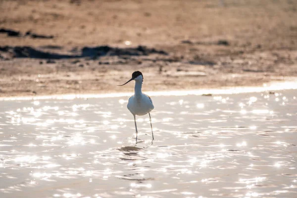 Fareli köyün avocet 'i, Recurvirostra avosetta, uzun, ters dönmüş gagalı ve uzun, mavimsi bacaklı büyük siyah ve beyaz bir balıkçıdır.