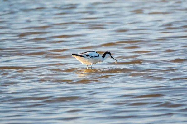 Kuşu Avocet Recurvirostra Avosetta Gölde Besleniyor Fareli Köyün Avocet Uzun — Stok fotoğraf