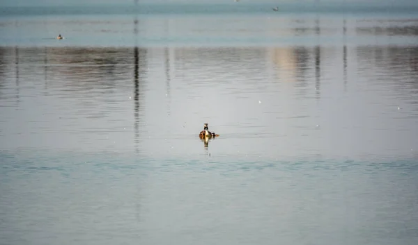 Птица Водоплавающих Птиц Большая Гребень Птенцом Плавающий Озере Большой Гребень — стоковое фото