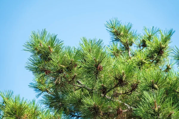 Yeşil çam ağacının yakın plan fotoğrafı. Dalların sonunda küçük çam kozalakları. Arka planda bulanık çam iğneleri. Noel ağacı dallarının arkaplanı.