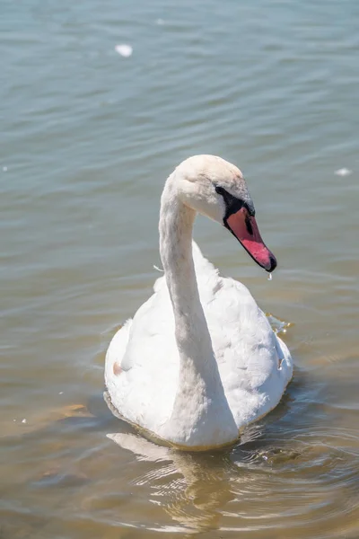 Grazioso Cigno Bianco Che Nuota Nel Lago Cigni Natura Ritratto — Foto Stock