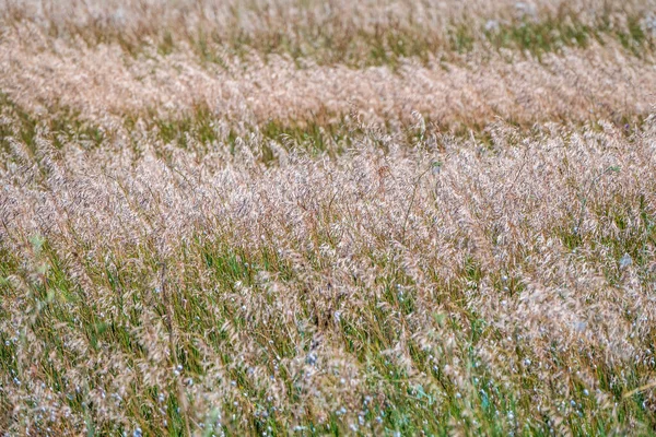 Zielona Trawa Nasionami Zakrzywionych Łodygach Przy Lekkim Wietrze Lekko Zamazane — Zdjęcie stockowe