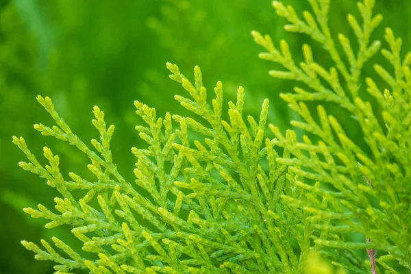 Yeşil dallar ve bir thuja ağacının taze yaprakları. Arkaplan resmi.