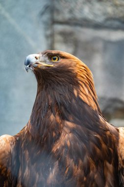 Yırtıcı Kuş Altın Kartal 'ın portresi. Altın kartal, Aquila chrysaetos, kuzey yarımkürede yaşayan bir yırtıcı kuş türüdür..
