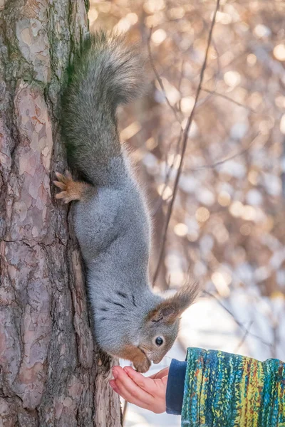 Little Child Winter Feeds Squirrel Nut Cute Little Boy Feeding — Stock Photo, Image