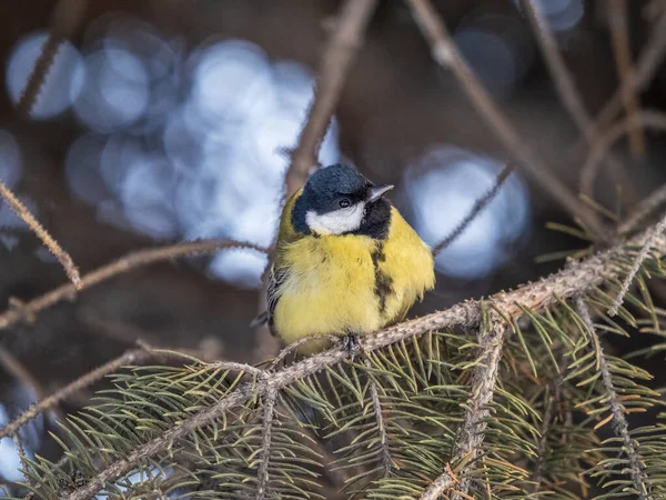 Cute bird Great tit, songbird sitting on the nice fir branch. Parus major