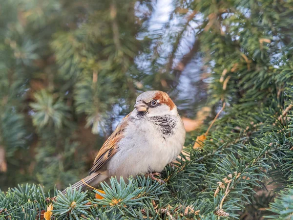 Sparrow Gün Batımında Bir Köknar Dalında Oturuyor Sonbaharda Kışın Bir — Stok fotoğraf