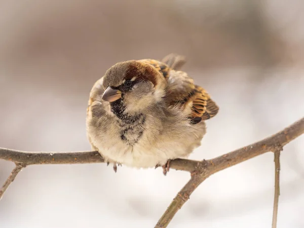 Sparrow Senta Ramo Sem Folhas Pardal Ramo Outono Inverno — Fotografia de Stock