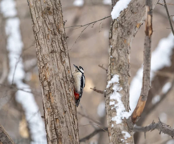 啄木鸟坐在树干上 在冬季 啄木鸟在雪地的大树上觅食 — 图库照片