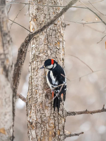 Little woodpecker sits on a tree trunk. A woodpecker obtains food on a large tree with snow in winter The great spotted woodpecker, Dendrocopos major