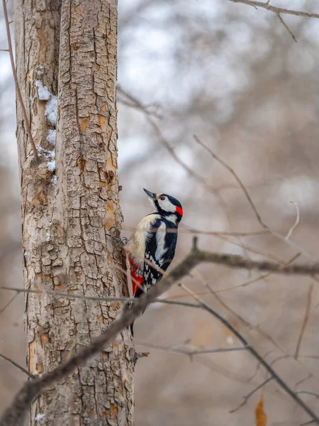 Little woodpecker sits on a tree trunk. A woodpecker obtains food on a large tree with snow in winter The great spotted woodpecker, Dendrocopos major