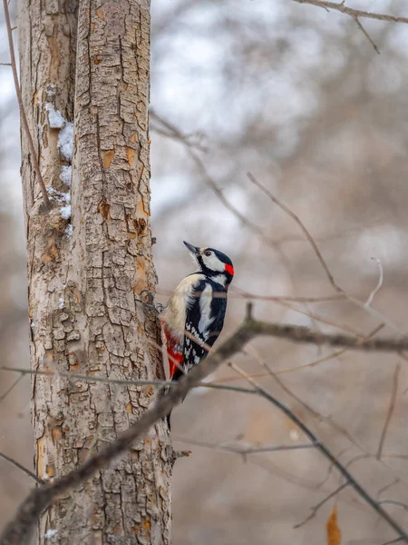 Petit Pic Est Assis Sur Tronc Arbre Pic Obtient Nourriture — Photo