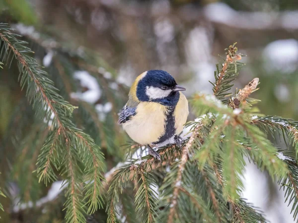 Cute Bird Great Tit Songbird Sitting Fir Branch Snow Winter — ストック写真