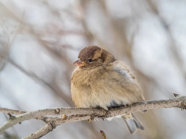 雀は葉のない枝に座っている 秋または冬に枝に雀 — ストック写真