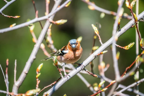 Общий Chaffinch Сидит Ветке Весной Зеленом Фоне Красивая Певчая Пташка — стоковое фото