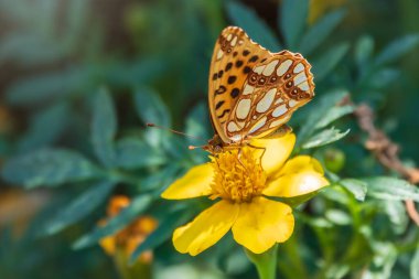 A butterfly, a queen of Spain fritillary, lat. Issoria lathonia, sitting on a yellow flower and drinks nectar with its proboscis. Background with a beautiful butterfly collects nectaron a flower. clipart