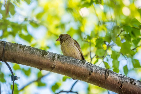 Grön Och Gul Sångfågel Europeisk Grönfink Som Sitter Gren Våren — Stockfoto