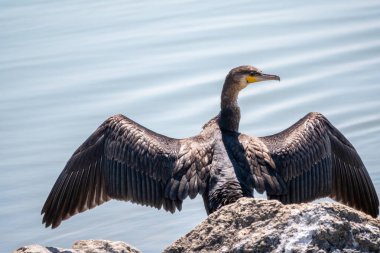 Büyük karabatak, Phalacrocorax karbonhidrat taşın üzerinde oturur ve kanatlarını rüzgarda kurutur. Büyük karabatak, Phalacrocorax karbonhidrat, büyük siyah karabatak, ya da siyah sevişme olarak bilinir..