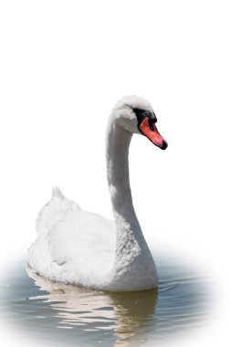 Beyaz arka planda izole bir şekilde gölde yüzen zarif beyaz kuğu. Gölde yüzen beyaz bir kuğunun portresi. Dilsiz kuğu, Latince adı Cygnus olor.