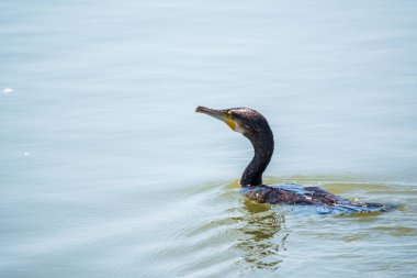 Denizde yüzen siyah bir karabatak. Büyük karabatak, Phalacrocorax karbonhidrat, büyük siyah karabatak, ya da siyah sevişme olarak bilinir..