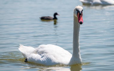 Gölde yüzen zarif beyaz kuğu, vahşi doğada yüzen kuğular. Gölde yüzen beyaz bir kuğunun portresi. Dilsiz kuğu, Latince adı Cygnus olor.