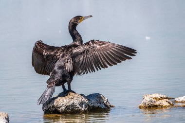 Büyük karabatak, Phalacrocorax karbonhidrat taşın üzerinde oturur ve kanatlarını rüzgarda kurutur. Büyük karabatak, Phalacrocorax karbonhidrat, büyük siyah karabatak, ya da siyah sevişme olarak bilinir..