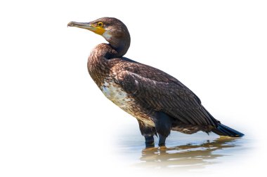 Büyük karabatak, Phalacrocorax karbonhidrat, deniz kıyısında suda duruyor, beyaz arka planda izole edilmiş. Büyük karabatak, Phalacrocorax karbonhidrat, büyük siyah karabatak, ya da siyah sevişme olarak bilinir..