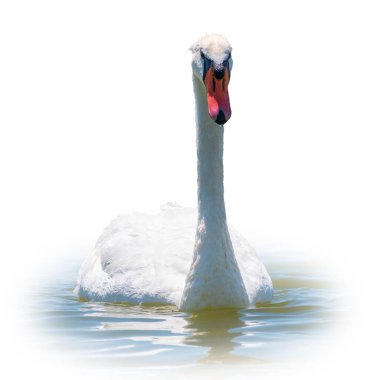 Beyaz arka planda izole bir şekilde gölde yüzen zarif beyaz kuğu. Gölde yüzen beyaz bir kuğunun portresi. Dilsiz kuğu, Latince adı Cygnus olor.