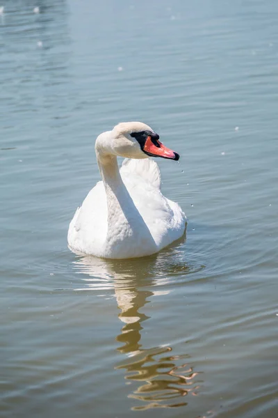 优雅的白天鹅在湖中游泳 天鹅在野外 在湖上游泳的白天鹅的画像 沉默的天鹅 叫天鹅绒色 — 图库照片