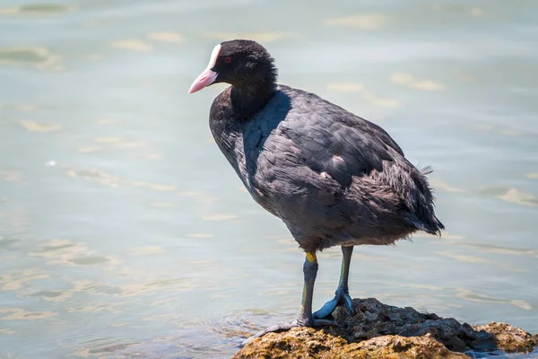 Watervogel Euraziatische Koet Fulica Atra Staande Ondiep Water Verspreiding Leefgebied — Stockfoto